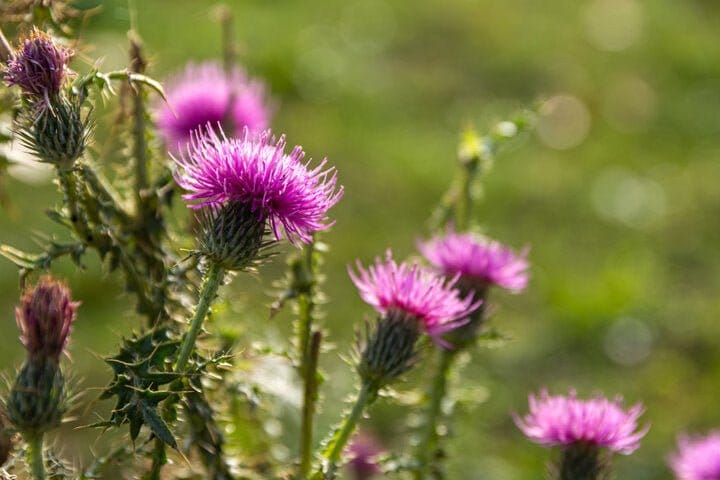Advanced Milk Thistle (120 capsules) - Uno Vita AS
