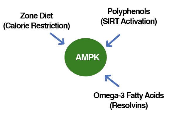 AMPK Metabolic Activator - Uno Vita AS