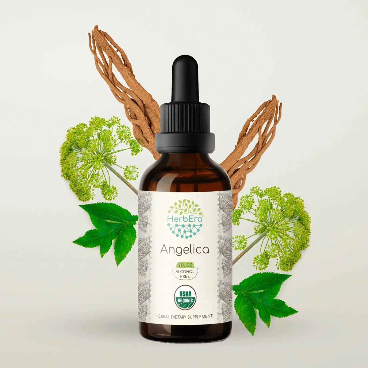 HerbEra Angelica Tincture i mørk glassflaske med pipette, flytende urteekstrakt av Angelica archangelica