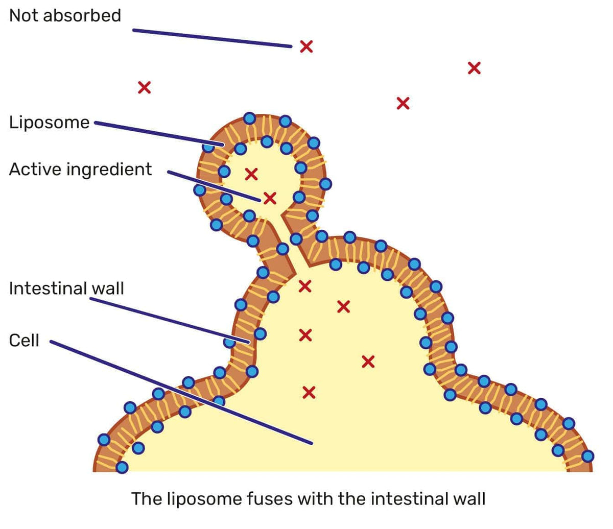 Liposomal Curcumine 150 mg 180 - Uno Vita AS