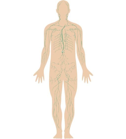 Mushroom Immune with Beta Glucans (30) - Uno Vita AS