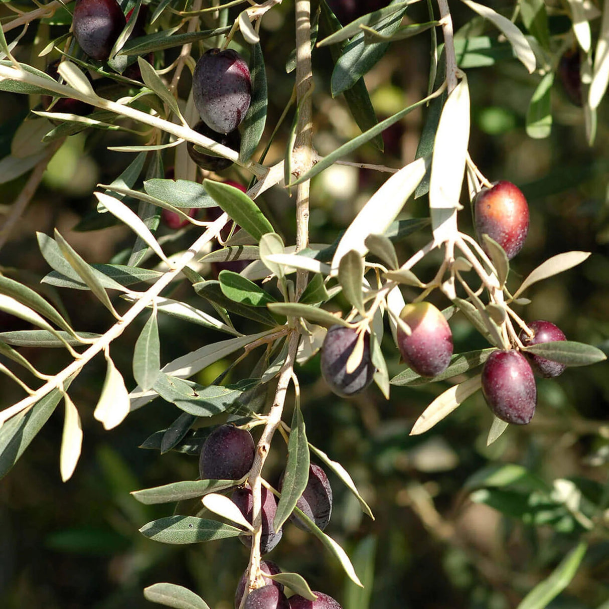 OLIVIE Anti - Age - The Ultimate Organic Anti - Aging Solution - Uno Vita AS