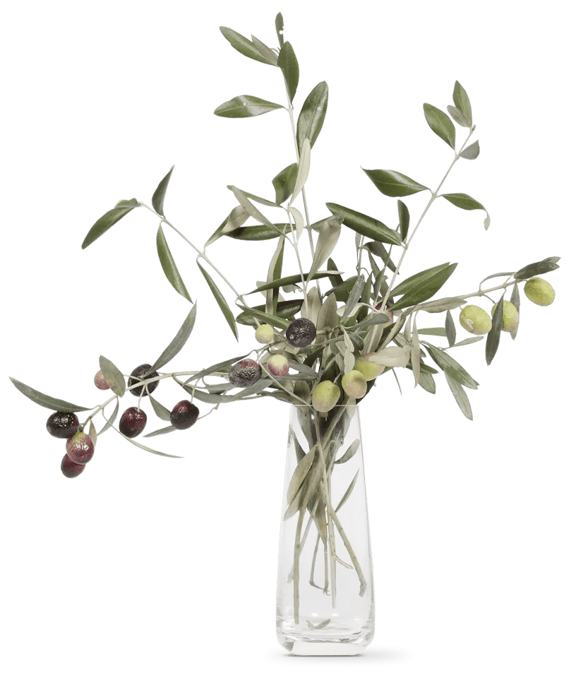 OLIVIE Anti - Age - The Ultimate Organic Anti - Aging Solution - Uno Vita AS