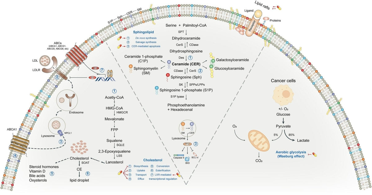 Plant Sterols – Beta - Sitosterol - Uno Vita AS