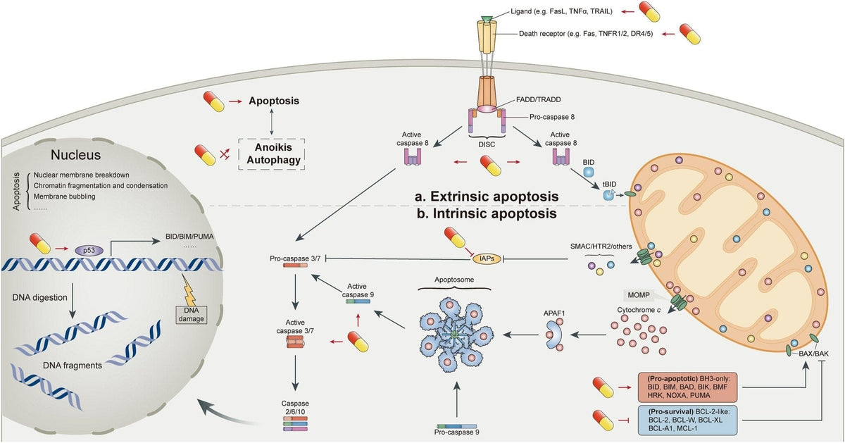 Plant Sterols – Beta - Sitosterol - Uno Vita AS