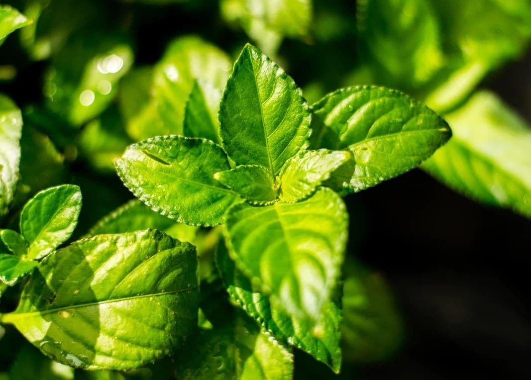 Plant Sterols – Beta - Sitosterol - Uno Vita AS