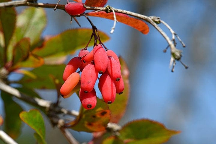 Pure Berberine (450mg) - Uno Vita AS