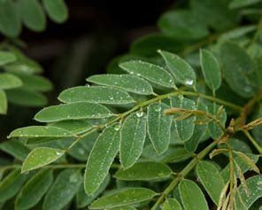 River of Life Vortex Water Revitalizer (1 inch) – Whole House - Uno Vita AS