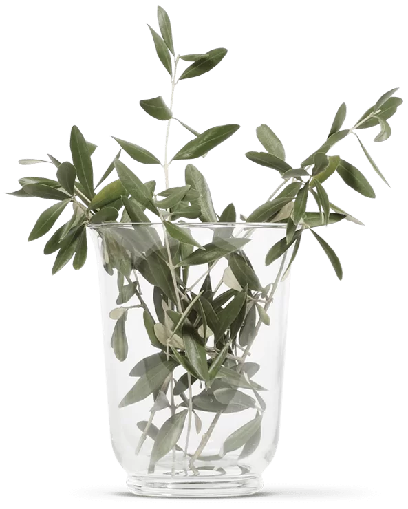 OLIVIE DERMAPSORIA - Fight Psorasis and Eczema NATURALLY!