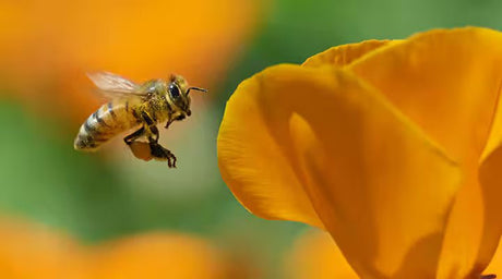 Bee propolis – naturens intelligente beskyttelsessystem - Uno Vita AS