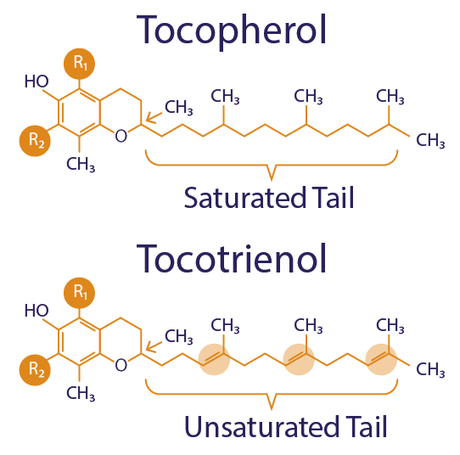 Vitamin E – En familie av antioksidanter: Forskjellen mellom tokoferoler og tokotrienoler - Uno Vita AS