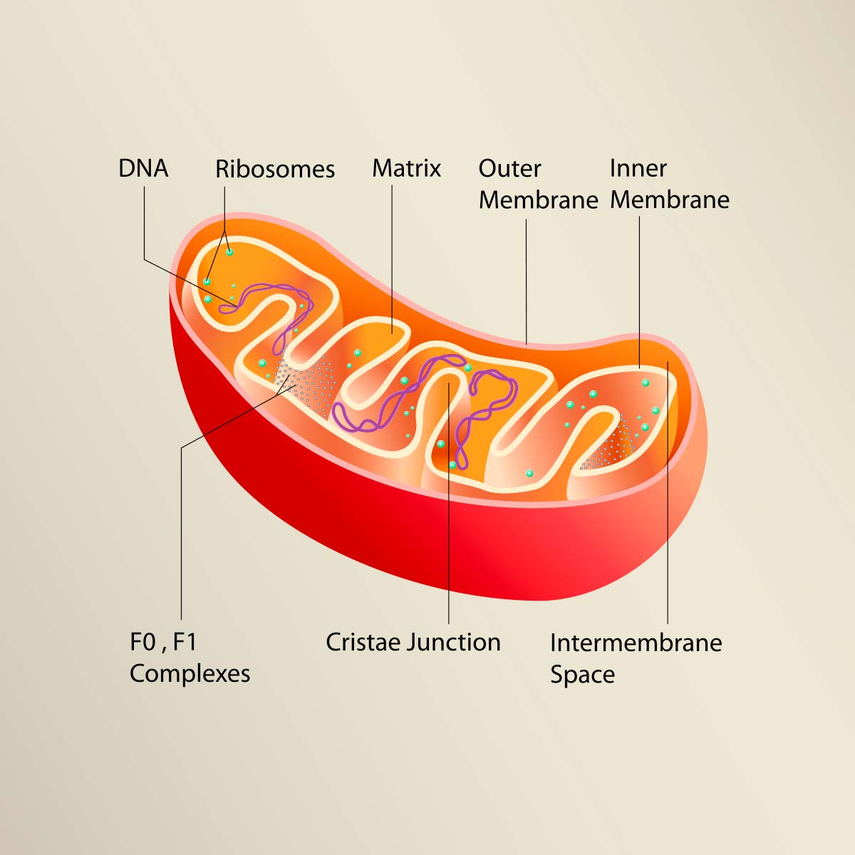 CellVital-Homecare PEMF terapisystem