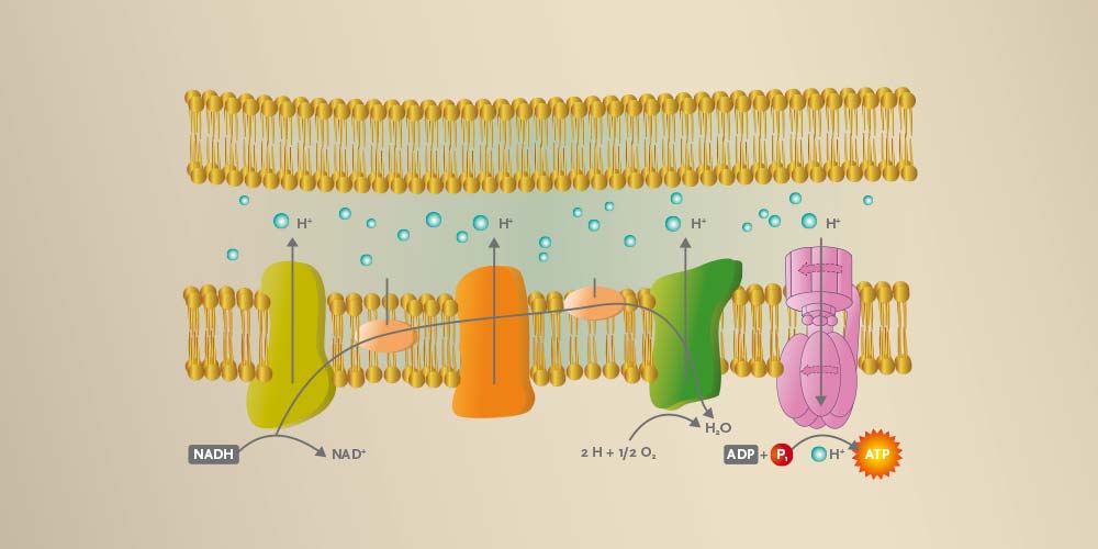 CellVital-Homecare PEMF terapisystem