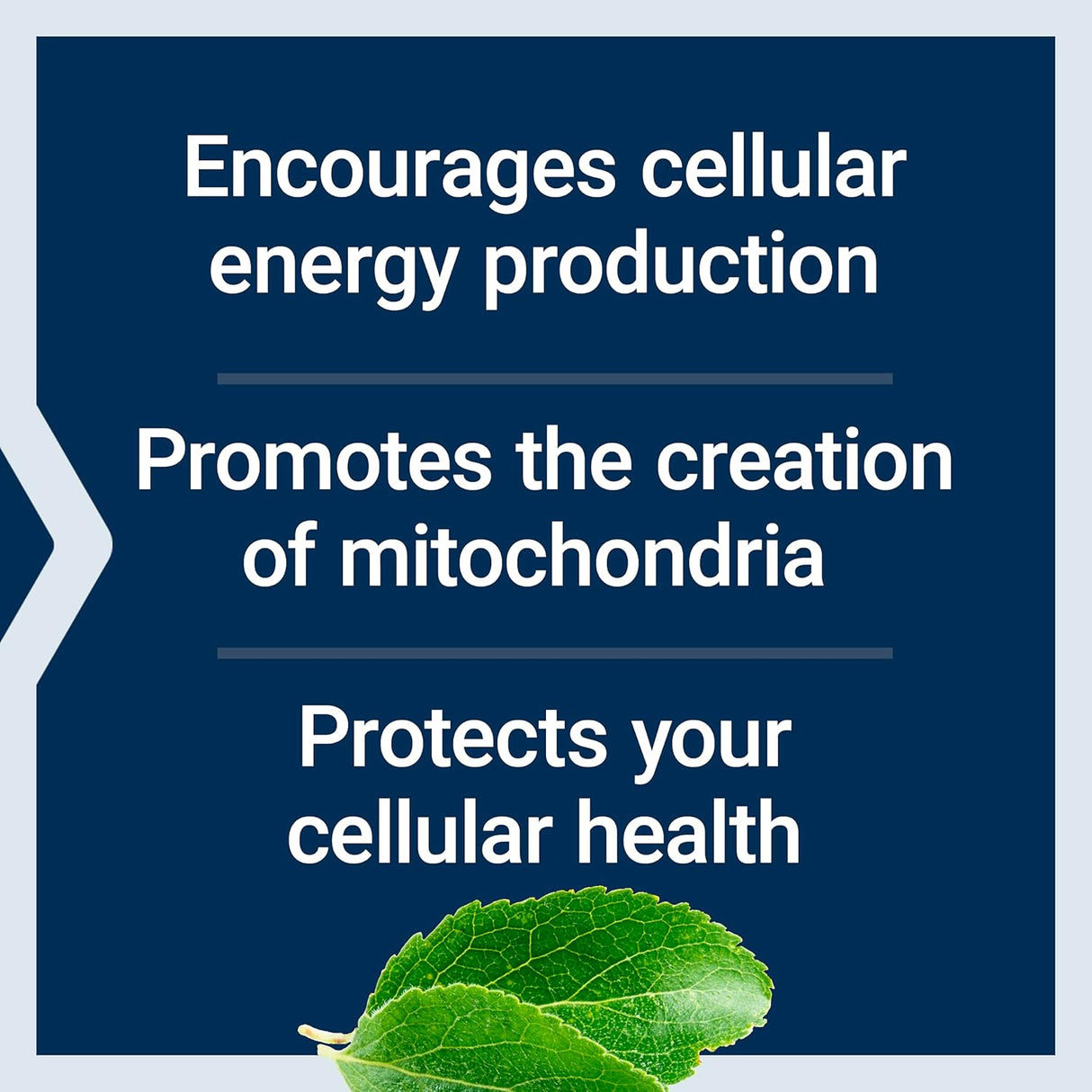 Mitochondrial Energy Optimizer with PQQ