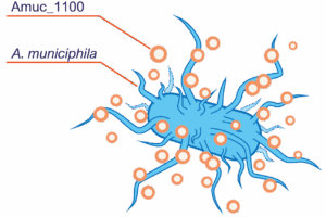 Akkermansia Muciniphila Capsules (30 capsules of 30 billion)