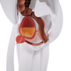 Uno Vita`s EM Chair Pelvic Floor Stimulation