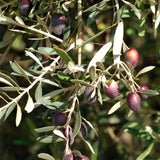 OLIVIE Anti-Age - The Ultimate Organic Anti-Aging Solution