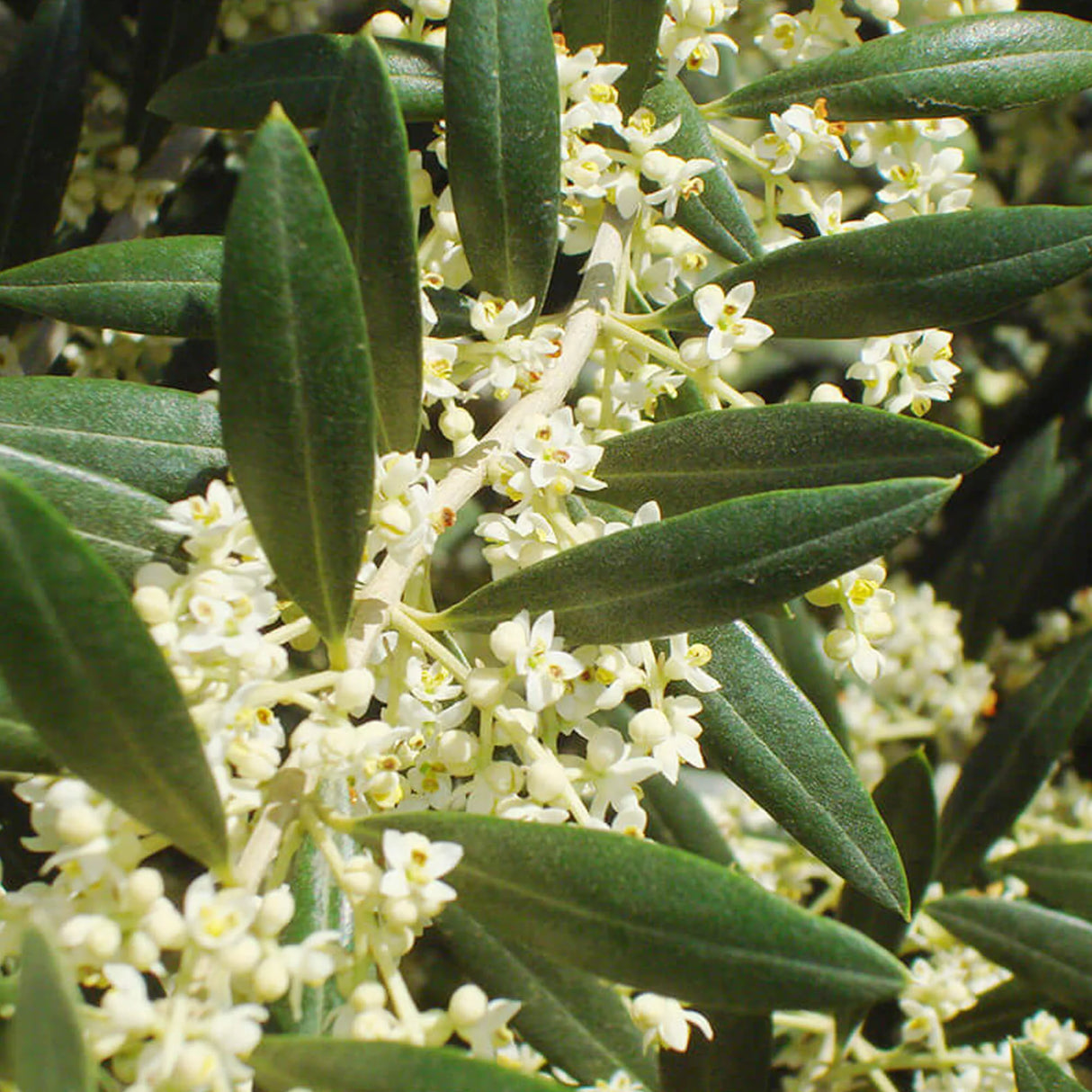 OLIVIE BEAUTY - Organic Certified Face Cream