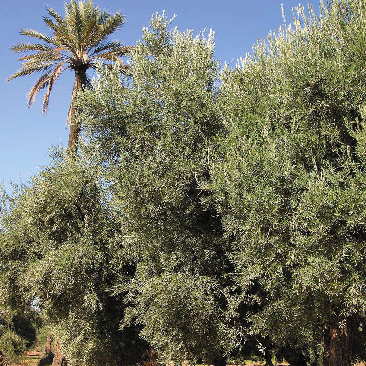 OLIVIE DERMAPSORIA - Fight Psorasis and Eczema NATURALLY!