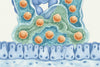 Akkermansia Muciniphila Capsules (30 capsules of 30 billion) - Uno Vita AS