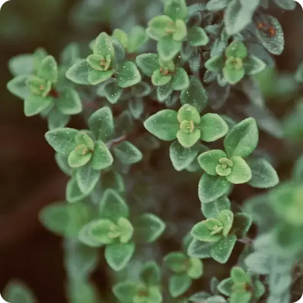 Grønne, aromatiske timianblader med små, lyse blomster og delikate strukturer, fuktige av dugg.