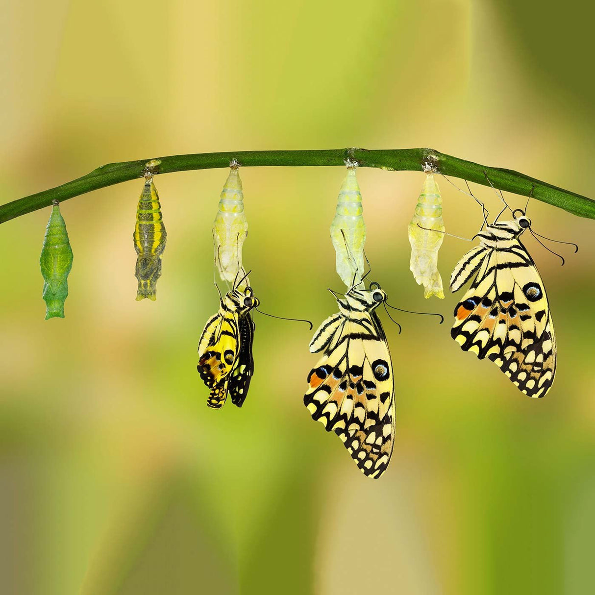 CellVital - Homecare PEMF therapy system - Uno Vita AS