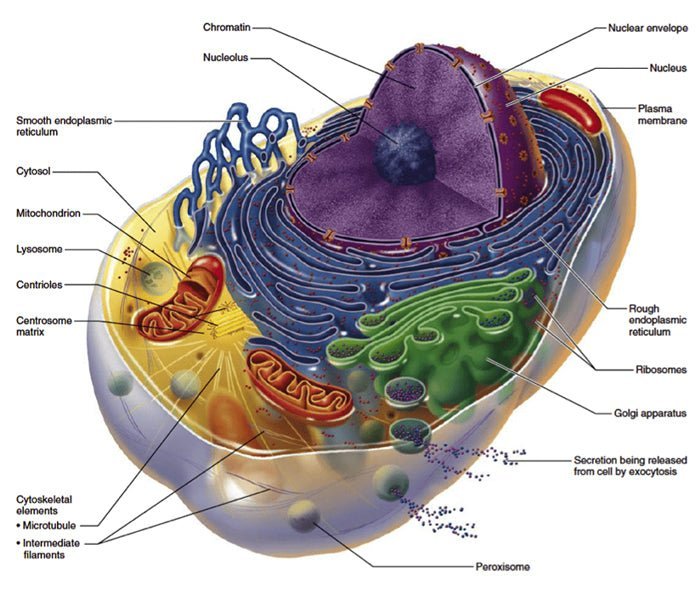 Hue Light Hydrogen inhalator (1400 ml H2 - professional) - Uno Vita AS
