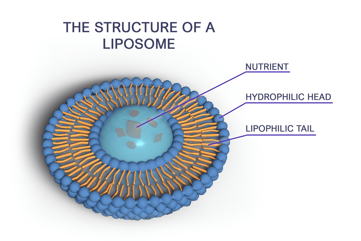 Liposomal Curcumine 150 mg 180 - Uno Vita AS