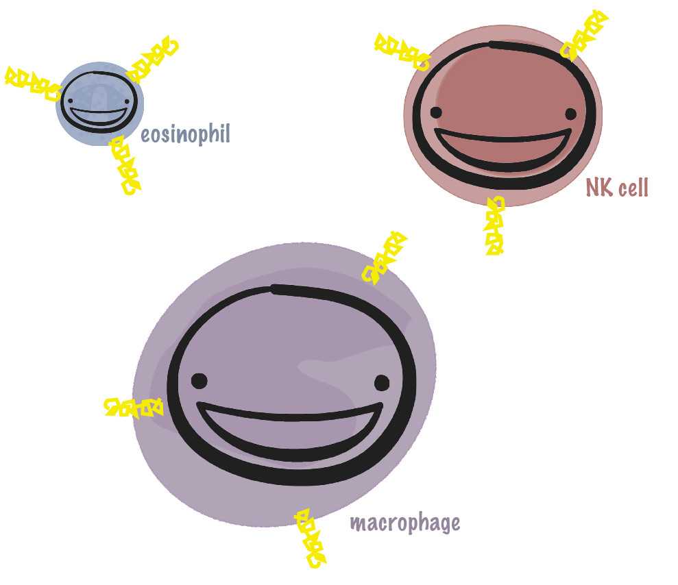 Mushroom Immune with Beta Glucans (30) - Uno Vita AS