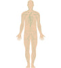 Mushroom Immune with Beta Glucans (30) - Uno Vita AS