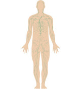 Mushroom Immune with Beta Glucans (30) - Uno Vita AS