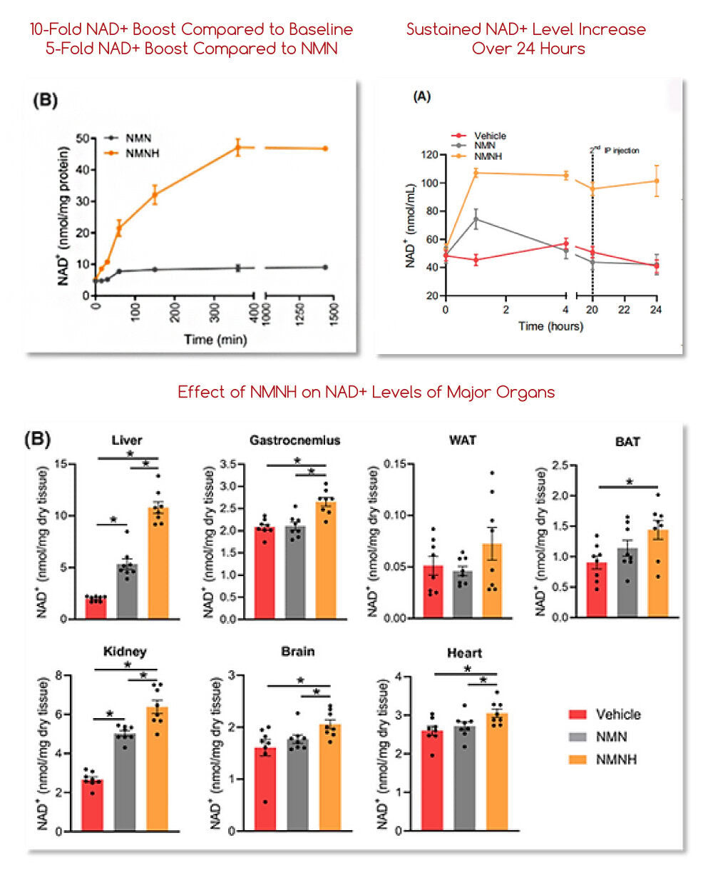 Ultra NMNH – 10X Increase in NAD+