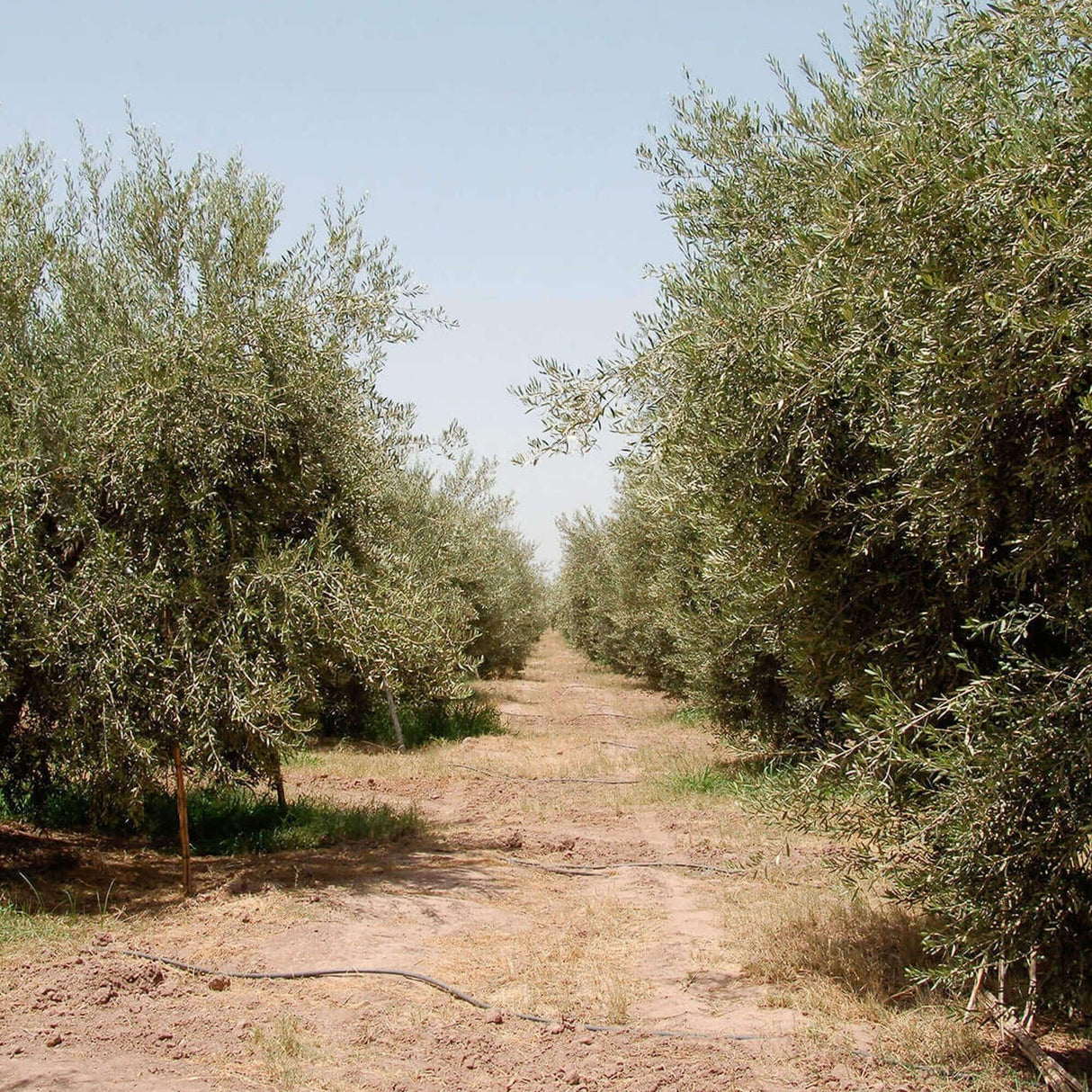 OLIVIE Plus 30x: The Superior Organic Extra Virgin Olive Oil - Uno Vita AS