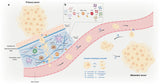 Plant Sterols – Beta-Sitosterol - Uno Vita AS