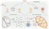 Plant Sterols – Beta - Sitosterol - Uno Vita AS