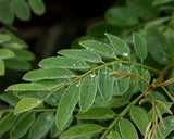 River of Life Vortex Water Revitalizer (1 inch) – Whole House - Uno Vita AS