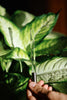 The Analemma Wand (luxury walnut) - Uno Vita AS