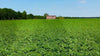 Uno Vita`s C60 in Organic Hemp Seed Oil - Uno Vita AS