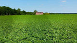Uno Vita`s C60 in Organic Hemp Seed Oil - Uno Vita AS