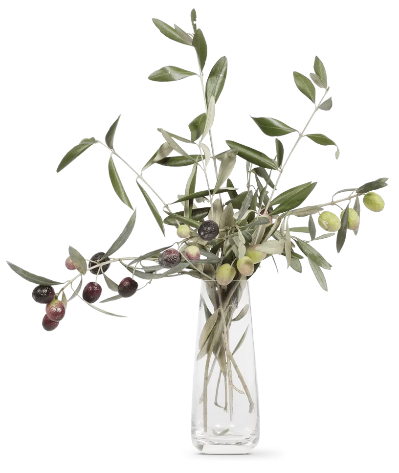 OLIVIE Anti-Age - The Ultimate Organic Anti-Aging Solution