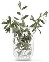 OLIVIE DERMAPSORIA - Fight Psorasis and Eczema NATURALLY!